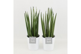 Sansevieria cylindrica in liv keramiek