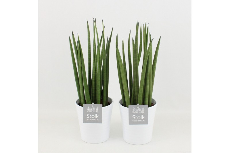 Sansevieria cylindrica in liv keramiek 