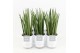 Sansevieria cylindrica in liv keramiek 