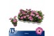 Osteospermum margarita pink flare Bicolor - TST 