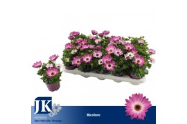 Osteospermum margarita pink flare Bicolor - TST