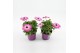 Osteospermum margarita pink flare Bicolor - TST 
