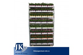 Osteospermum mix Mixkar - TST