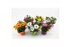 Osteospermum mix Mixkar - TST 