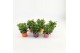 Osteospermum mix Mixkar - TST 