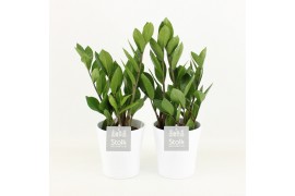 Zamioculcas zamiifolia in liv keramiek