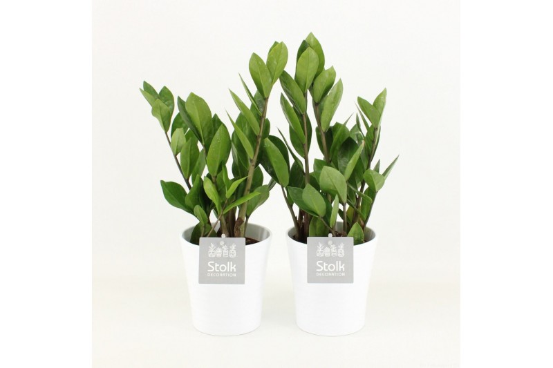 Zamioculcas zamiifolia in liv keramiek 