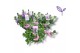 Scaevola aemula Addenda® Mixlaag 