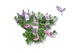 Scaevola aemula Addenda® Mixlaag
