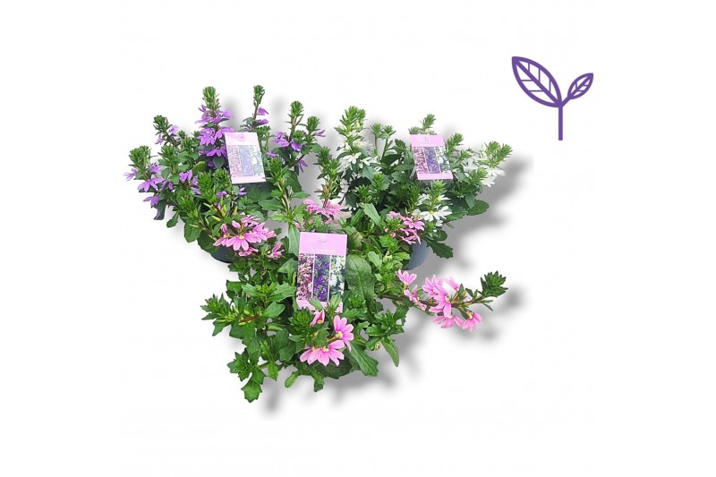 Scaevola aemula Addenda® Mixlaag 