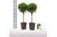 Myrtus communis Myrtus op stam 