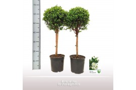 Myrtus communis Myrtus op stam