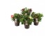 Alstroemeria inticancha mixkar 3 kleuren - Mixkar 