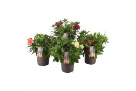 Alstroemeria inticancha mixkar 3 kleuren - Mixkar