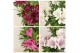 Alstroemeria inticancha mixkar 3 kleuren - Mixkar 