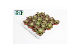Aeonium Tricolor (Kiwi)