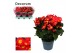 Begonia eliator en. valentino pink decorum 