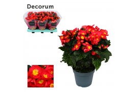 Begonia eliator en. valentino pink decorum