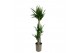 Yucca 120-60-30 - Toef 