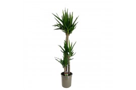 Yucca 120-60-30 - Toef