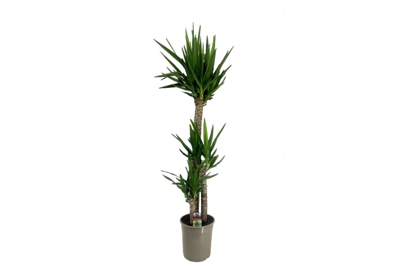 Yucca 120-60-30 - Toef 