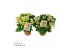 Hydrangea macr. tivoli Bicolor Mix 5-6 Bloem 
