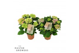 Hydrangea macr. tivoli Bicolor Mix 5-6 Bloem