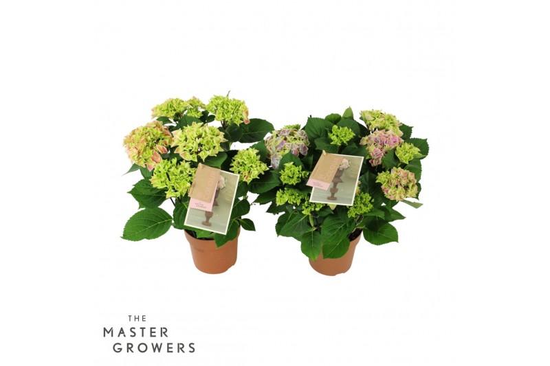 Hydrangea macr. tivoli Bicolor Mix 5-6 Bloem 