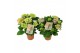 Hydrangea macr. tivoli Bicolor Mix 5-6 Bloem 