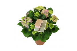 Hydrangea macr. tivoli Bicolor Blauw 5-6 Bloem