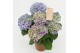 Hydrangea macr. tivoli Bicolor Blauw 5-6 Bloem 