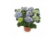 Hydrangea macr. tivoli Bicolor Blauw 5-6 Bloem 