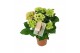 Hydrangea macr. tivoli Bicolor Roze 5-6 Bloem 