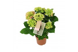 Hydrangea macr. tivoli Bicolor Roze 5-6 Bloem