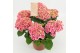 Hydrangea macr. tivoli Bicolor Roze 5-6 Bloem 