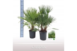 Chamaerops humilis vulcano