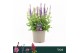 Salvia nemorosa sensation sky blue Salvia Nemorosa, Sensation Deep Blu 