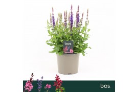 Salvia nemorosa sensation sky blue Salvia Nemorosa, Sensation Deep Blu