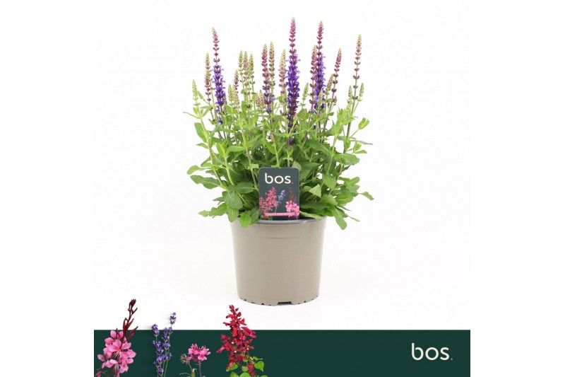 Salvia nemorosa sensation sky blue Salvia Nemorosa, Sensation Deep Blu Salvia nemorosa sensation sky blue Salvia Nemorosa, Sensation Deep Blu
