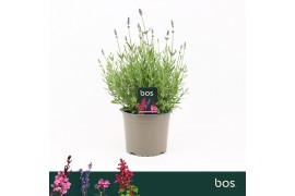 Lavandula Ardeche Blue