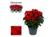 Begonia elatior du. baladin rood decorum 