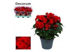 Begonia elatior du. baladin rood decorum
