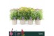 Achillea millefolium Achillea Millefolium, Milly Rock Mix 