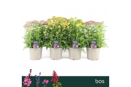 Achillea millefolium Achillea Millefolium, Milly Rock Mix