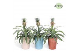 Ananas mi amigo Faro keramiek