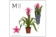 Guzmania Suerte Cerise 