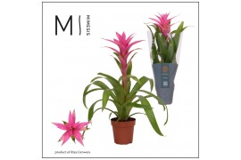 Guzmania Suerte Cerise