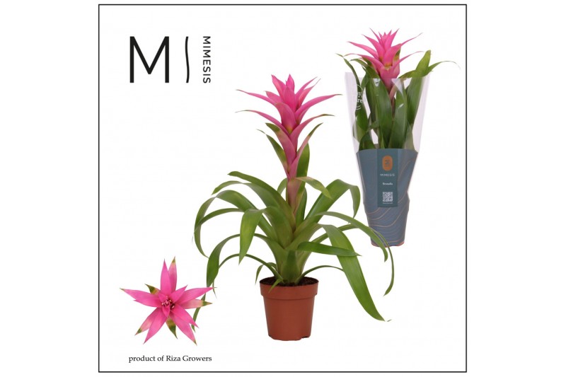 Guzmania Suerte Cerise 