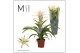 Guzmania deseo white 