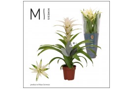 Guzmania deseo white